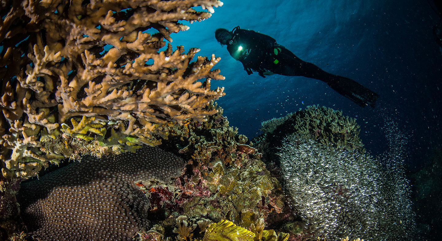 Night Diving (with full equipment) Daymaniyat Islands Snorkeling